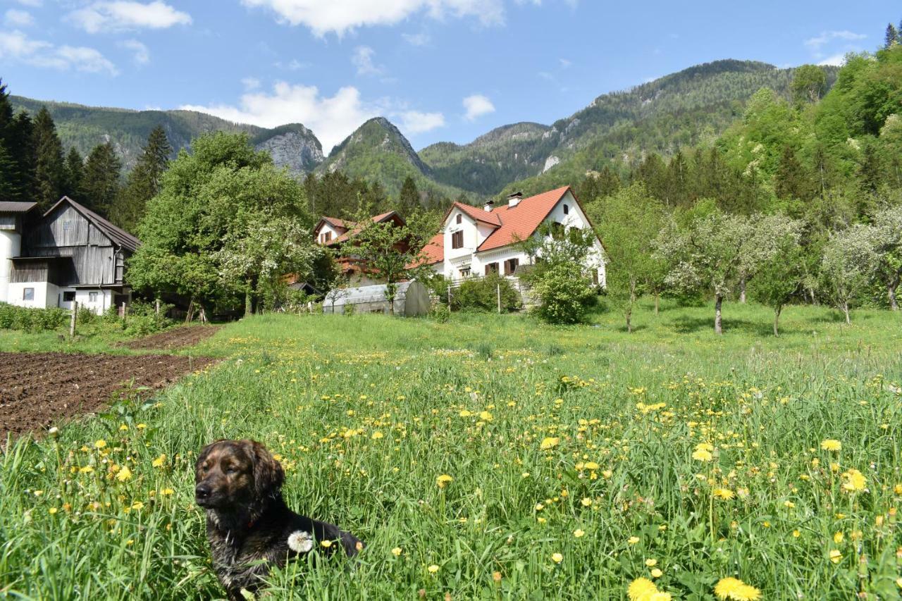 Turisticna Kmetija Stoglej Villa Luce Bagian luar foto